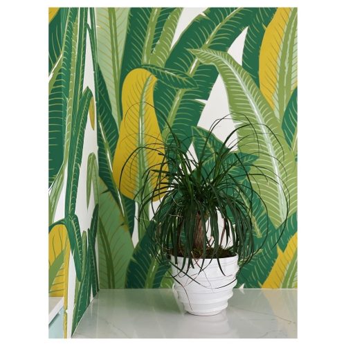 tropical isle wallpaperschumacherthe grove 961999